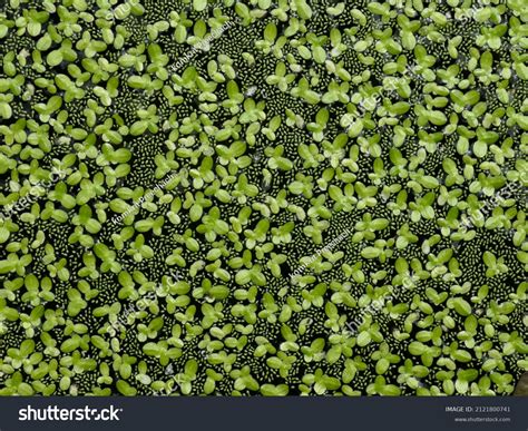 Green Duckweed Lemna Minor L Green Stock Photo 2121800741 | Shutterstock