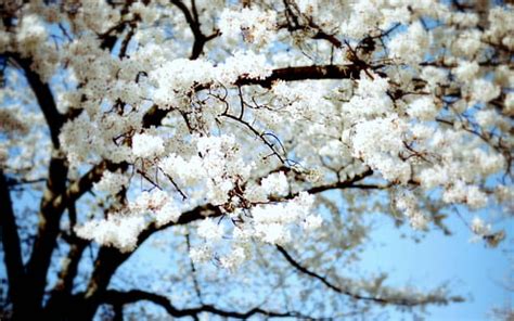 HD wallpaper: cherry blossoms trees dark dress night stars pink blue eyes long hair pantyhose ...