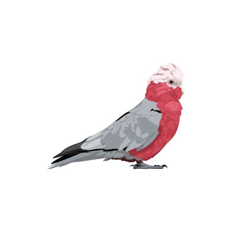 The galah bird vector 12790677 Vector Art at Vecteezy