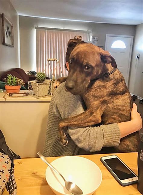 kylo The Rescued Dog Hugs His Owner Every Day When She Comes Home Even After a Year From Adoption