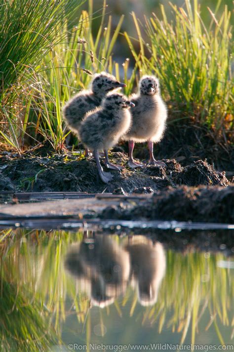 Mew Gull | Photos by Ron Niebrugge