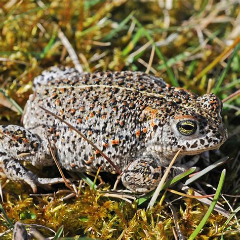 Natterjack Toad | Suffolk Biodiversity Information Service