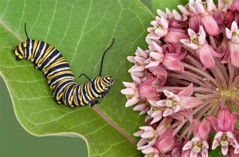 Attracting Butterflies: 11 Must-Have Host Plants - Birds and Blooms