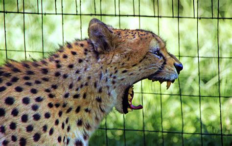 Cheetah Roar Photograph by Pauline Darrow | Fine Art America