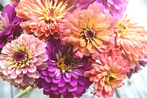 Zinnias Mixed Colors Pastel Zinnias Heirloom Flower Garden Favorite Mo ...