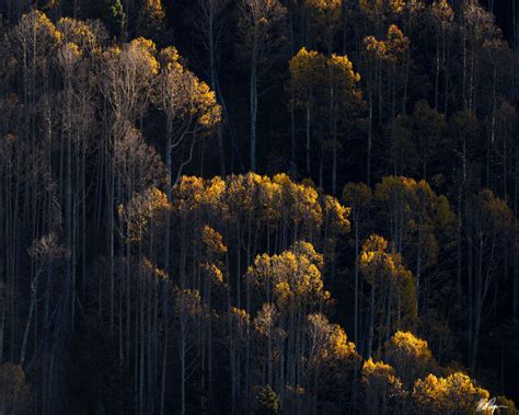 Colorado Autumn & Fall Colors - 2023