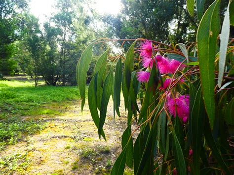 Yellow Gum Flowers in Greenfleet's native forest planted i… | Flickr