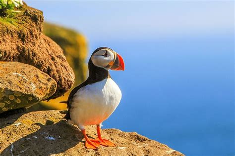 Puffin Facts - Animals of the World - WorldAtlas.com