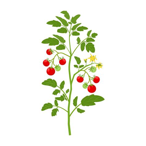 Bush tomatoes with fruits and flowers. Vector illustration of growing ...