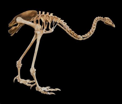 Upland Moa, Megalapteryx didinus | Fossils, Prehistoric, Extinct animals