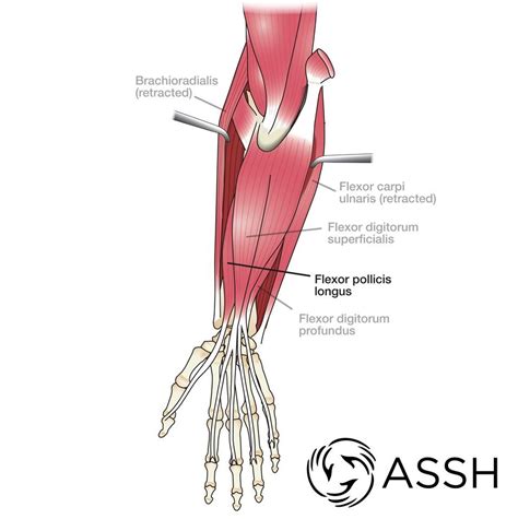 Hand Anatomy | Body anatomy, Wrist anatomy, Bicep muscle