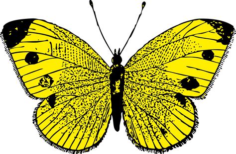 Clipart - butterfly