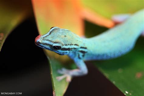 William's Dwarf Day Gecko