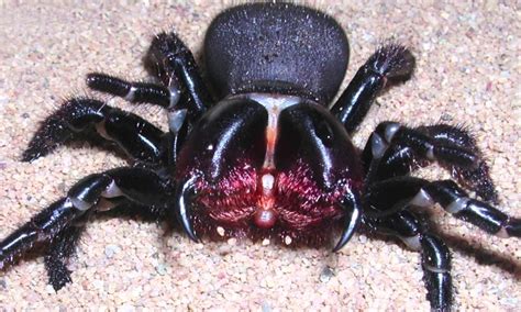 20 Most Dangerous Venomous Spiders of the World's - Page 11 of 20 - 10 top trending