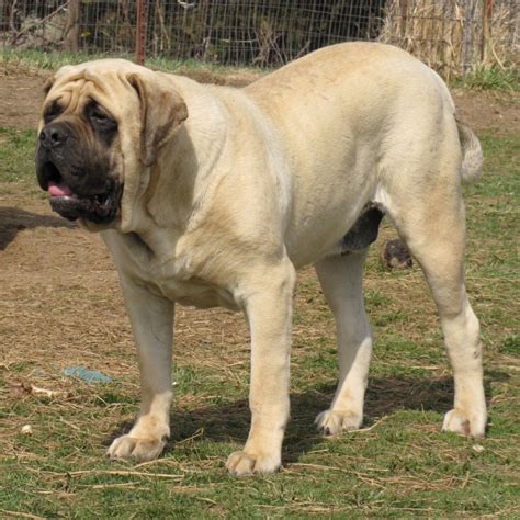 English Mastiff Breed Guide - Learn about the English Mastiff.