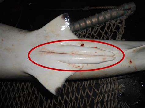 Why Do Sharks Have Two Penises? - The Fisheries Blog