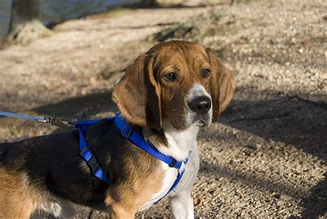 Alert Beagle Grooming Tail Young Photo Background And Picture For Free ...