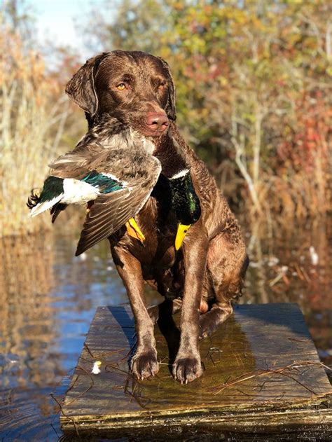 Pin by Carol Leonard on Chesapeake bay retrievers | Chesapeake bay retriever, Dog breeds ...