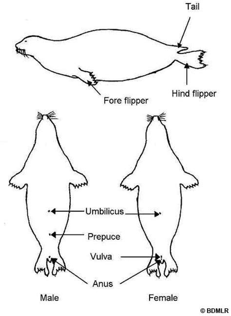 pinniped anatomy