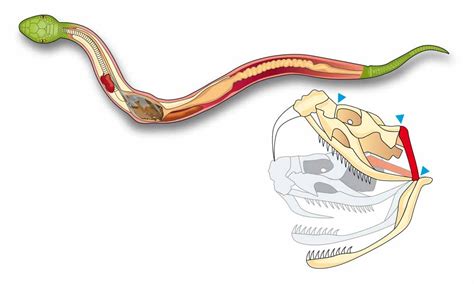 Snake Digestion Diagram « Graphic Design, Photorealistic CGI, Information Graphics, Technical ...