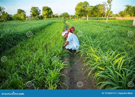 Indian Farmers Working in Green Agriculture Field, Man and Woman Works ...