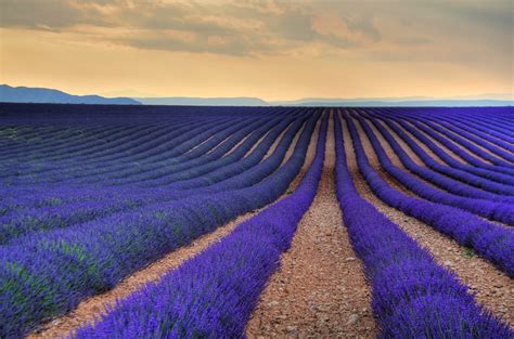 15 Stunning Photos of Lavender Fields Around the World «TwistedSifter