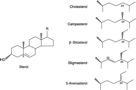 Collection of Cholesterol PNG HD. | PlusPNG