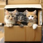 Cat In Cardboard Box Illustration Free Stock Photo - Public Domain Pictures