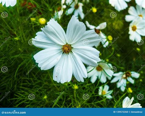 Beautiful White Cosmos Flower in the Garden. for a Background Stock Photo - Image of head ...