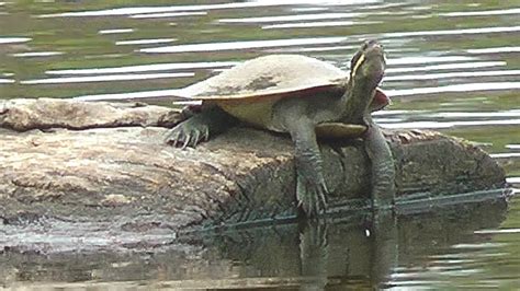 Murray River Turtle stretching & lounging - YouTube