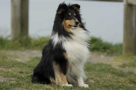Dog Breeds Similar To Shetland Sheepdog » SimilarBreeds.com