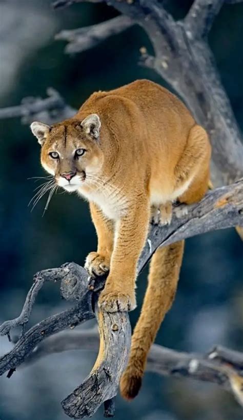 Mountain Lion Medicine: Leadership | Animais selvagens, Animais silvestres, Animais ferozes