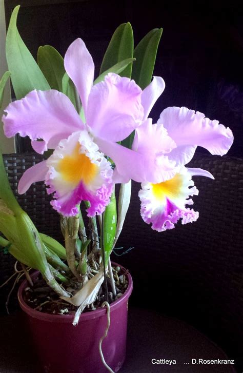 Cattleya Orchid Blooming Season