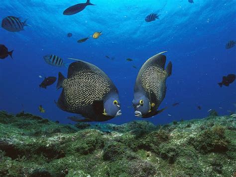 Life of French Angelfish | Life of Sea