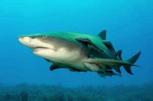 Lemon Shark- The fascinating life of the species - Environmental Earth