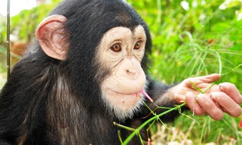 Monkey-Feeding Experience - Suncoast Primate Sanctuary | Groupon