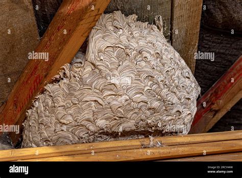 A large wasps nest attached to the rafters of a house in the UK Stock ...