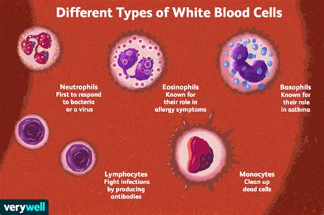 Types and Function of White Blood Cells (WBCs)