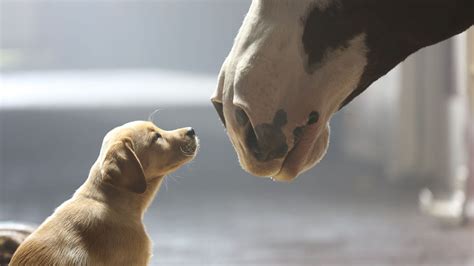 10 best Super Bowl commercials of all time | KTVU FOX 2