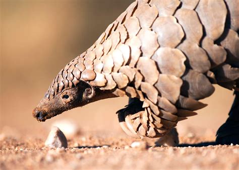 60 Pangolin Facts: Guide to All 8 Species (Sweet, Scaly, and Endangered) | Everywhere Wild