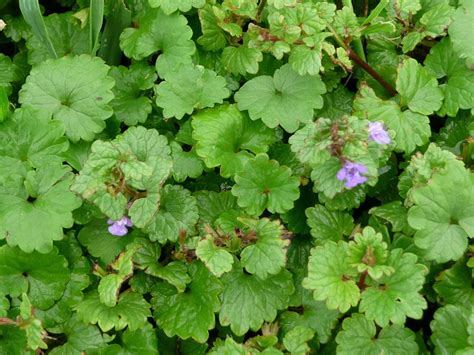 Common Lawn Weeds - How to Handle Them - Quiet Corner