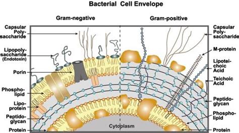 microbiology