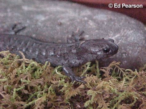 Caudata Culture Species Entry - Ambystoma texanum