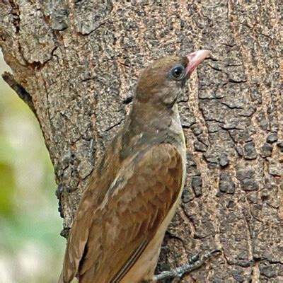 Greater Honeyguide (Indicator indicator) :: BirdWeather