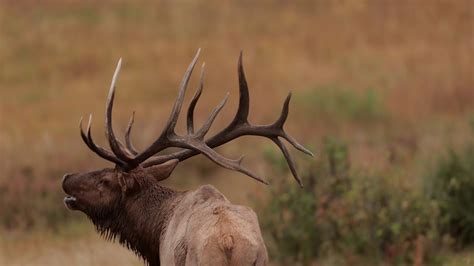 Wildlife Photography - 7x7 Bull Elk Bugling 4K stereo sound ( huge elk ...