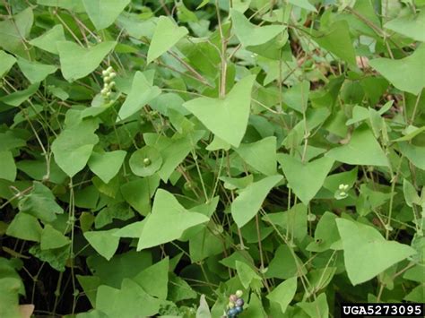 Mile-a-minute | Connecticut Invasive Plant Working Group