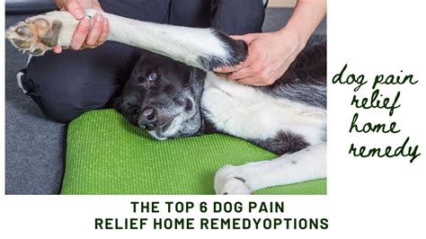 What To Give Dog Pain Relief