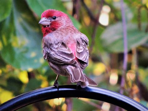 Nikon p510 - Backyard Bird, Waycross Georgia | Backyard birds, Life photography, Waycross georgia