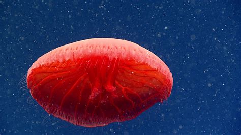 Potential New Jellyfish Species Is a Blood-Red Beauty