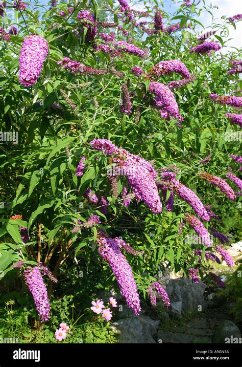 orange eye butterfly bush, violet butterfly bush (Buddleja davidii Stock Photo: 4035929 - Alamy